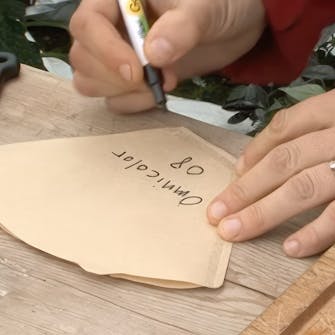 chili plante samle frø chili plante samle frø